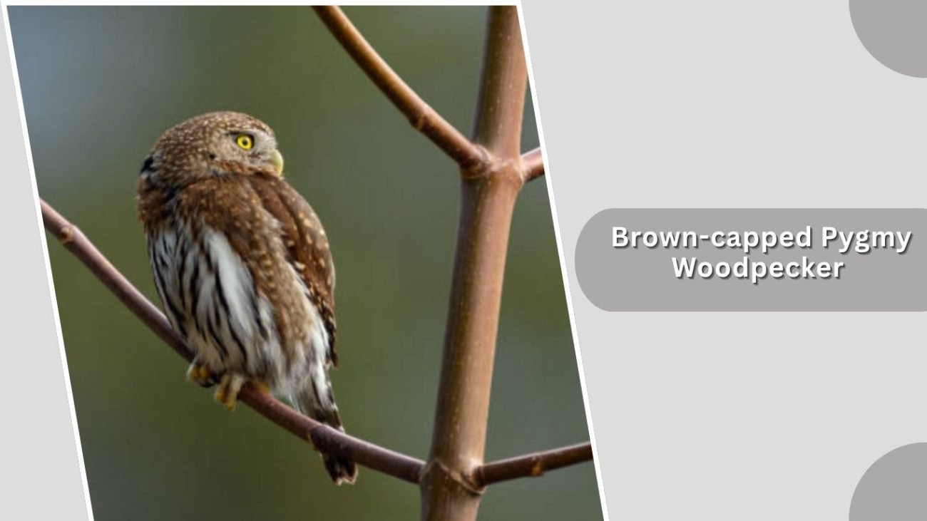 Brown-capped Pygmy Woodpecker
