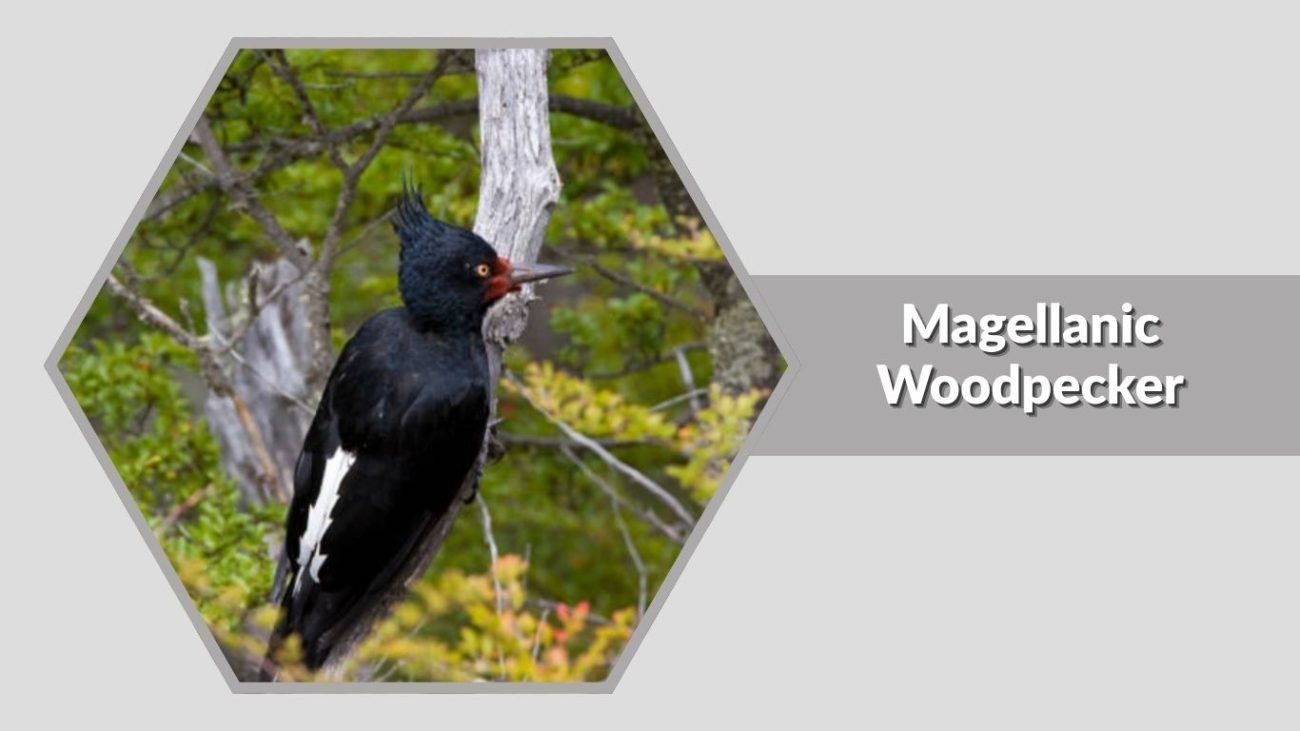 Magellanic Woodpecker