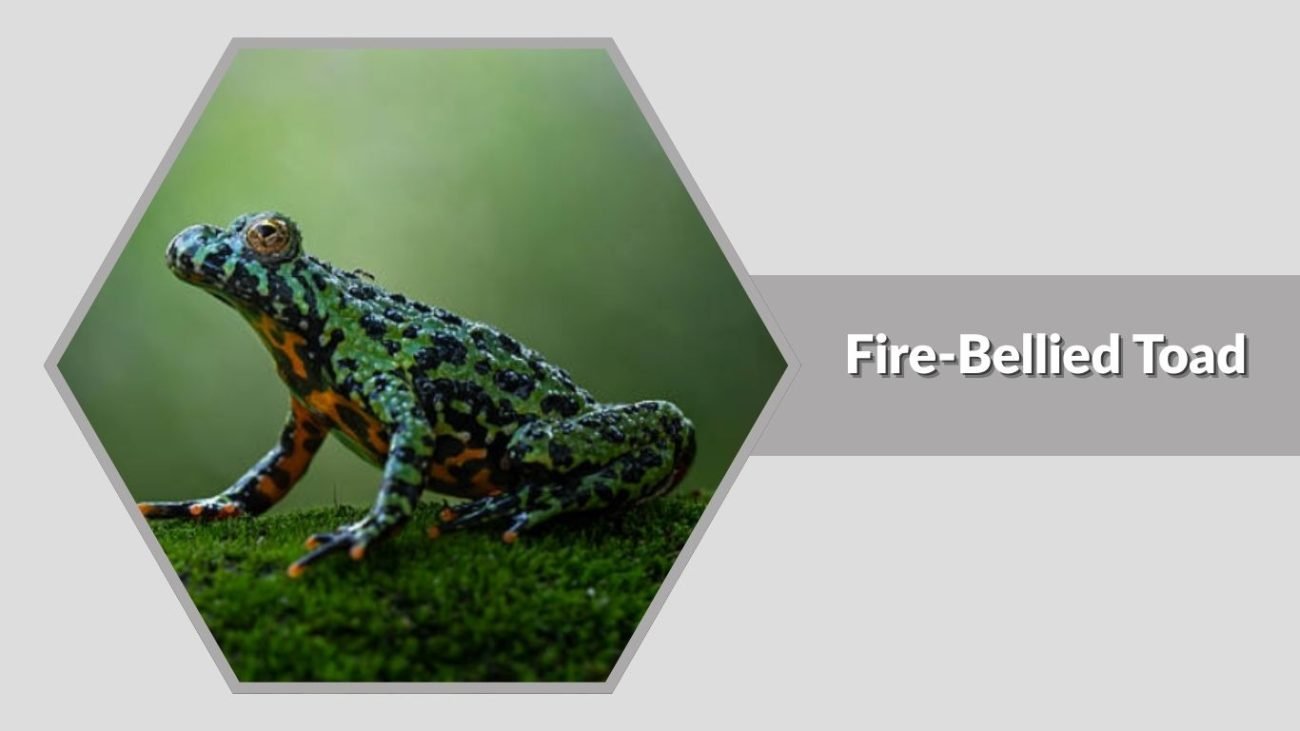 Fire-Bellied Toad