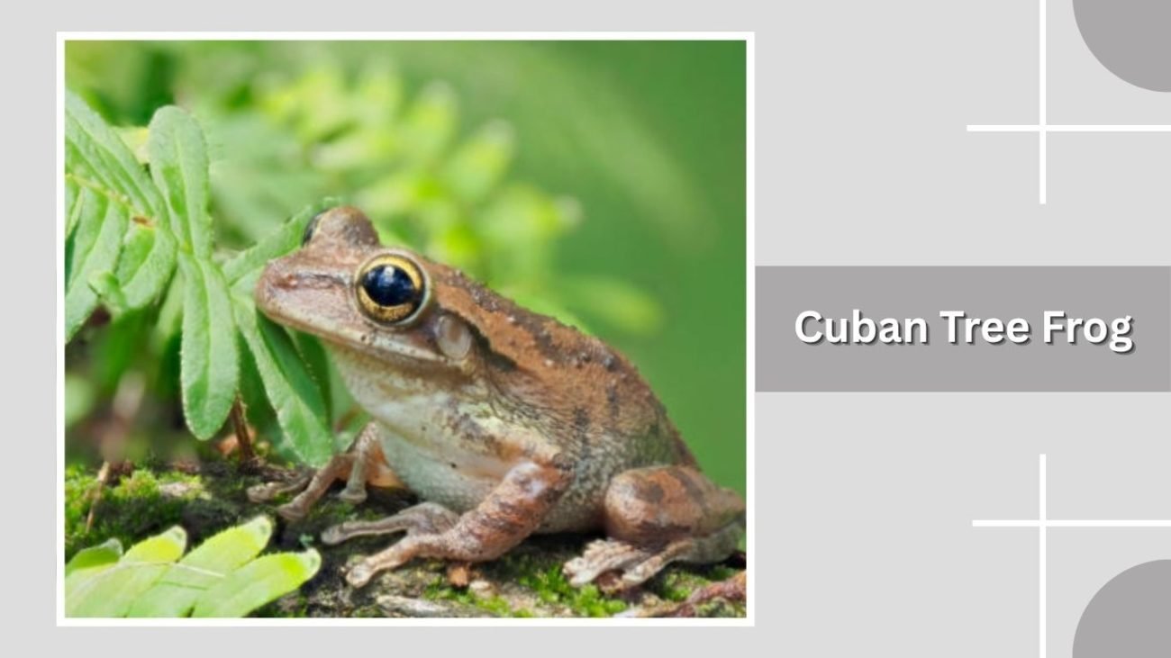 Cuban Tree Frog