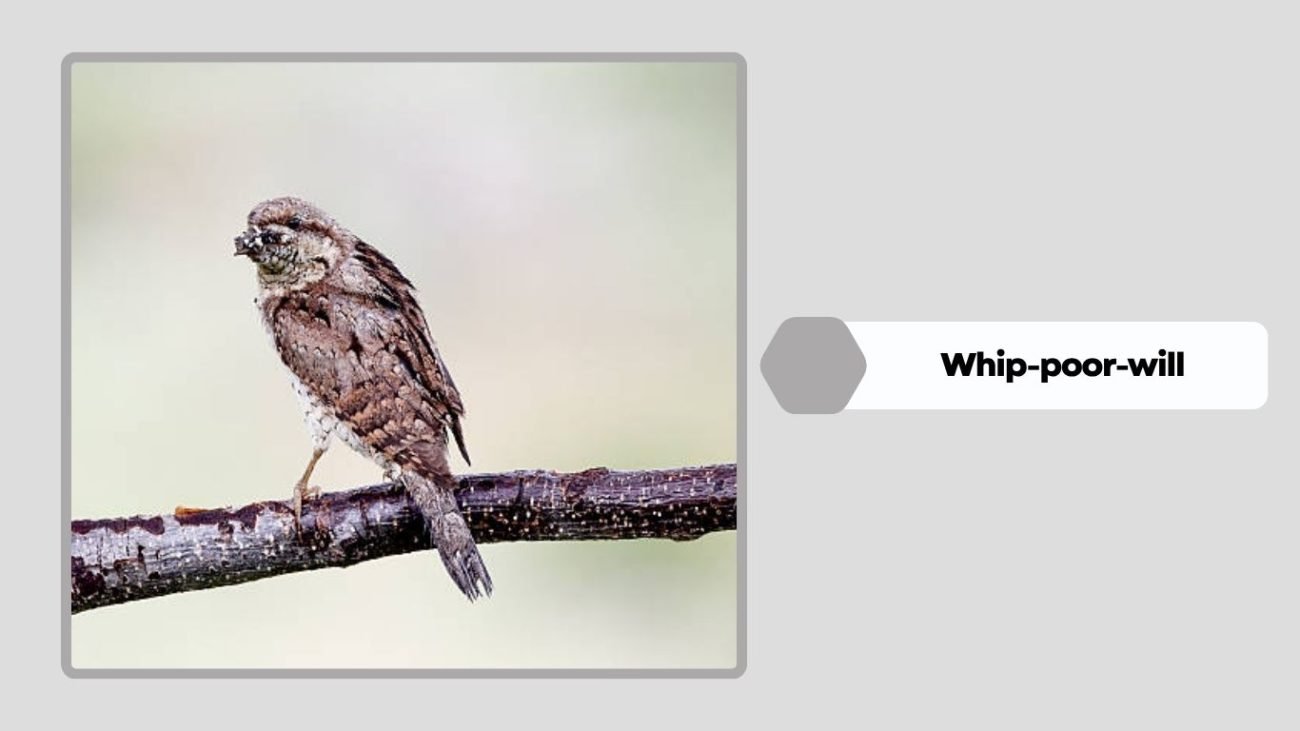 Whip-poor-will