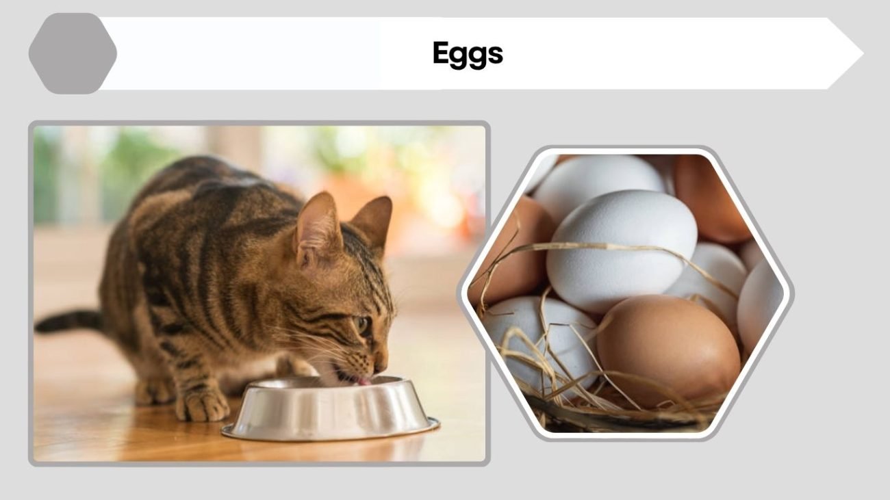 Eggs