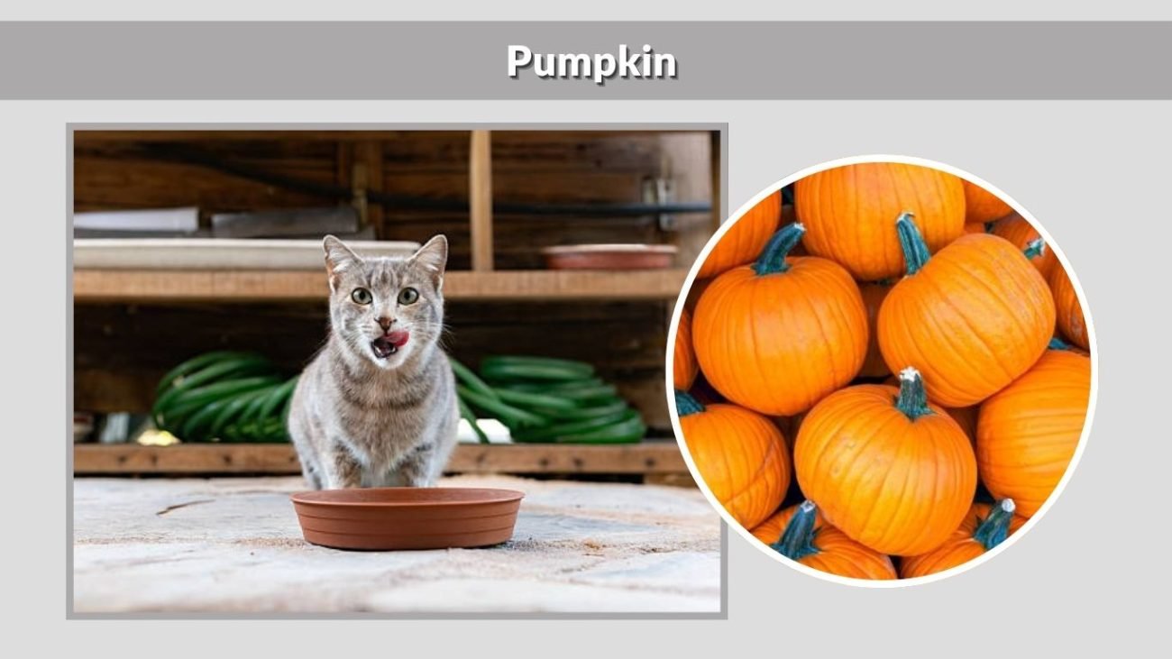 Pumpkin