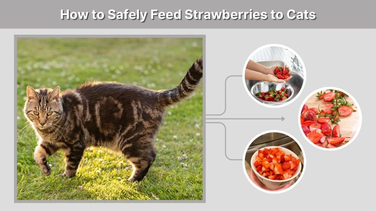 How to Safely Feed Strawberries to Cats