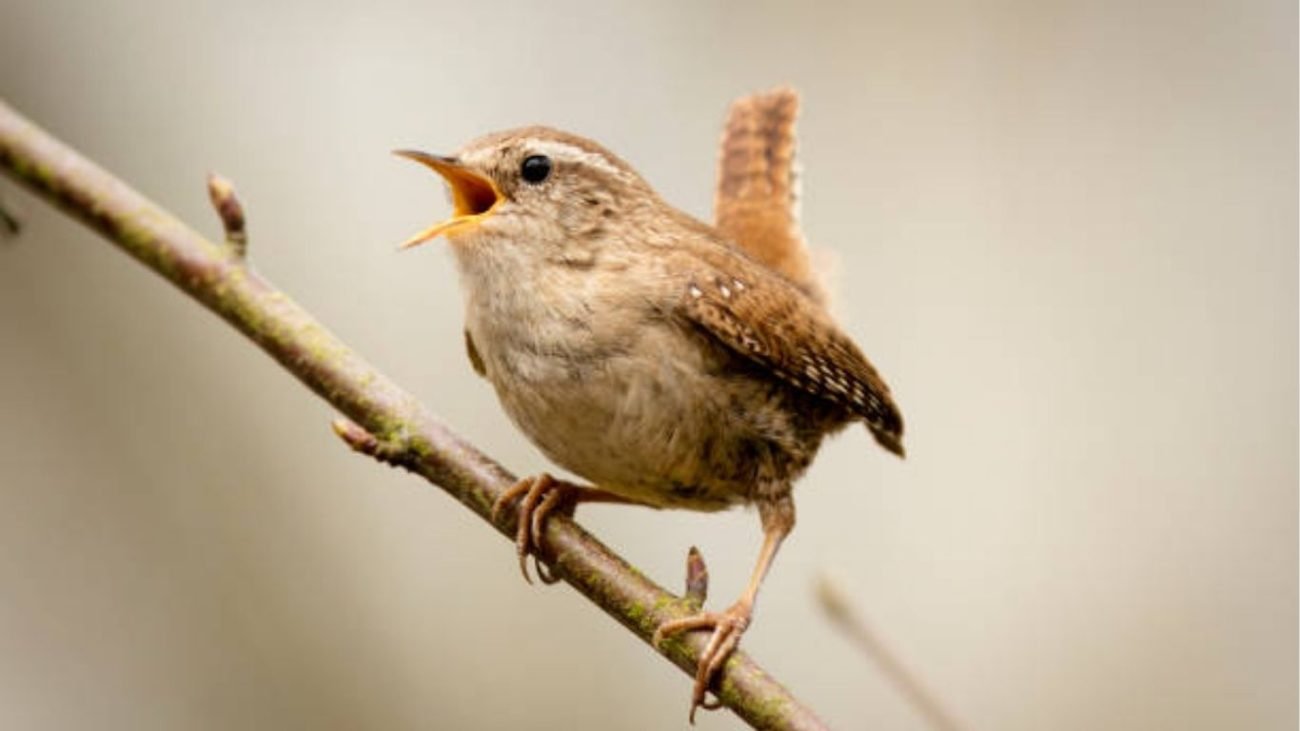 Seasonal and Species Differences