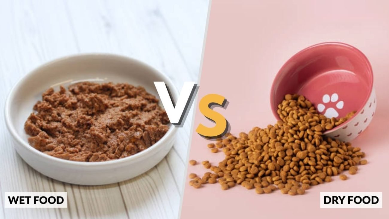 How Much Wet vs Dry Food Should You Feed Your Cat?
