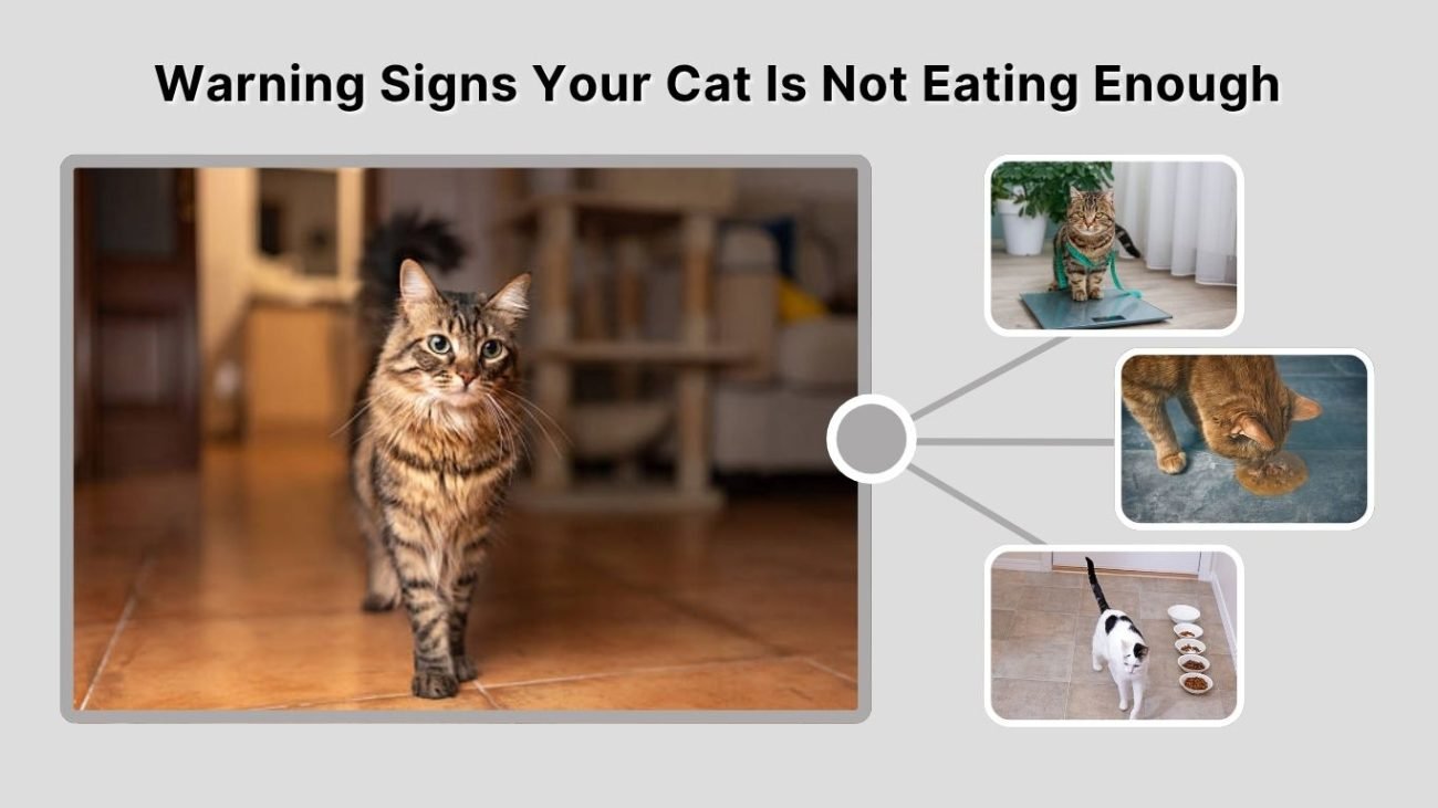 Warning Signs Your Cat Is Not Eating Enough