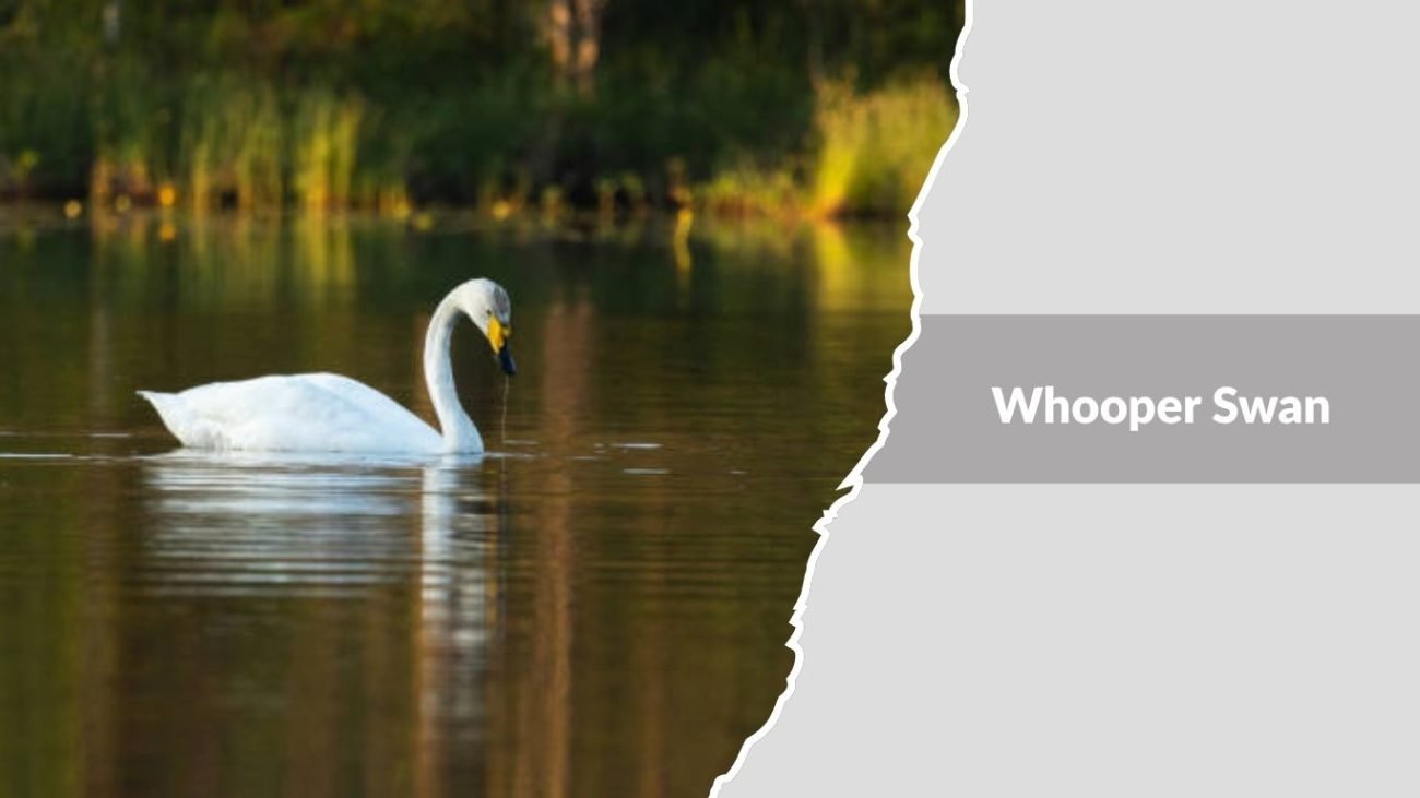 Whooper Swan