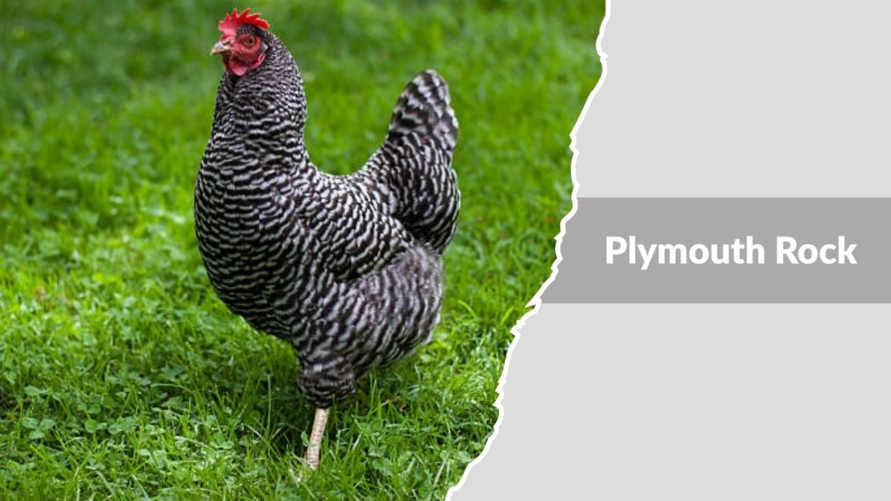 Plymouth Rock