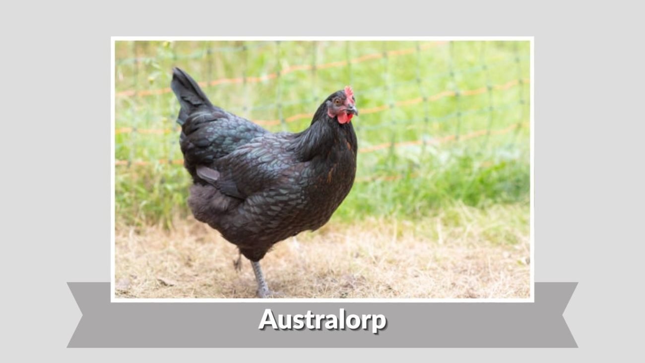 Australorp