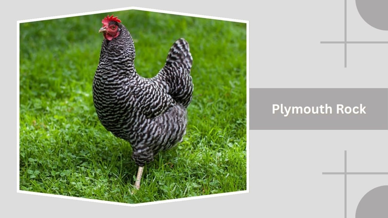 Plymouth Rock