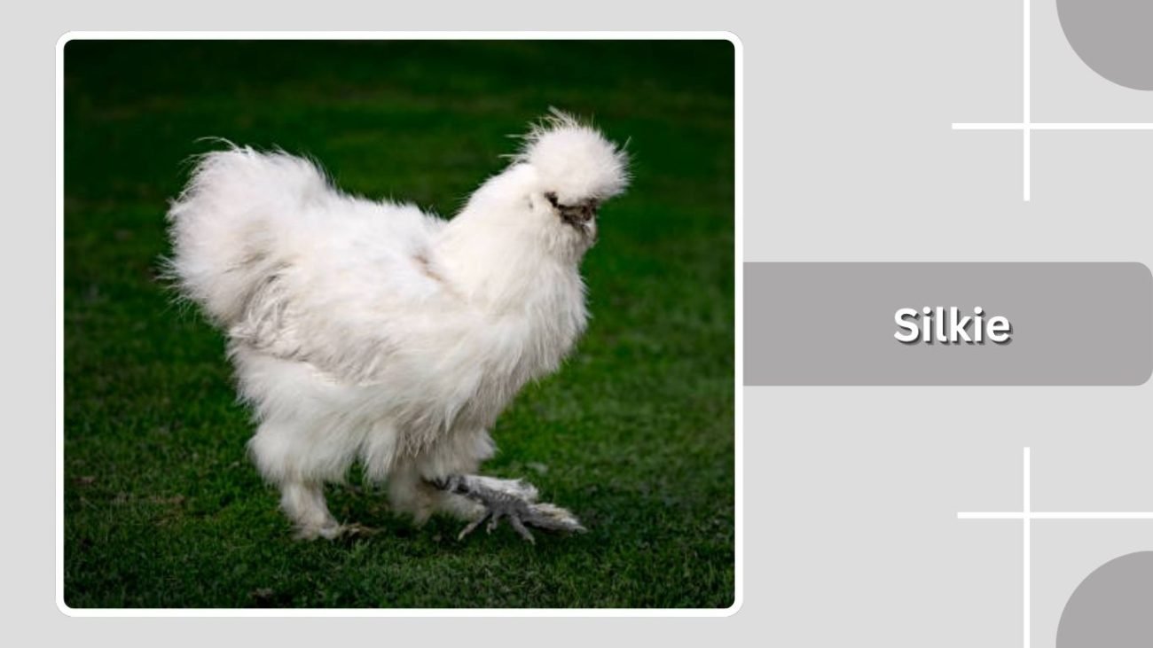 Silkie