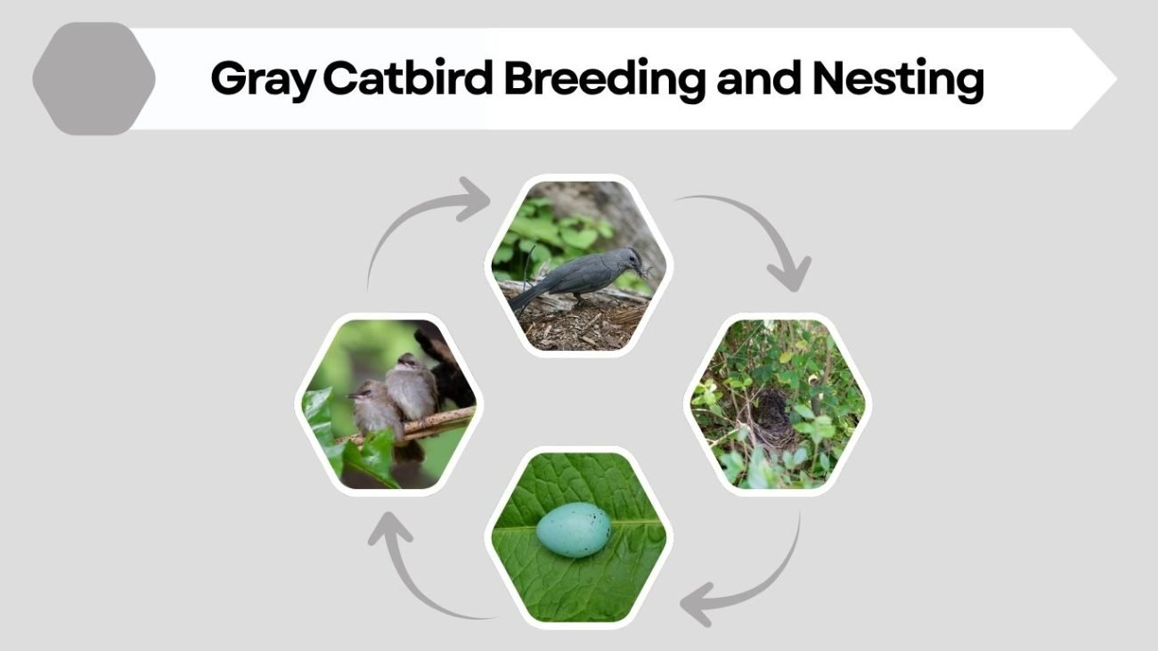 Gray Catbird Breeding and Nesting