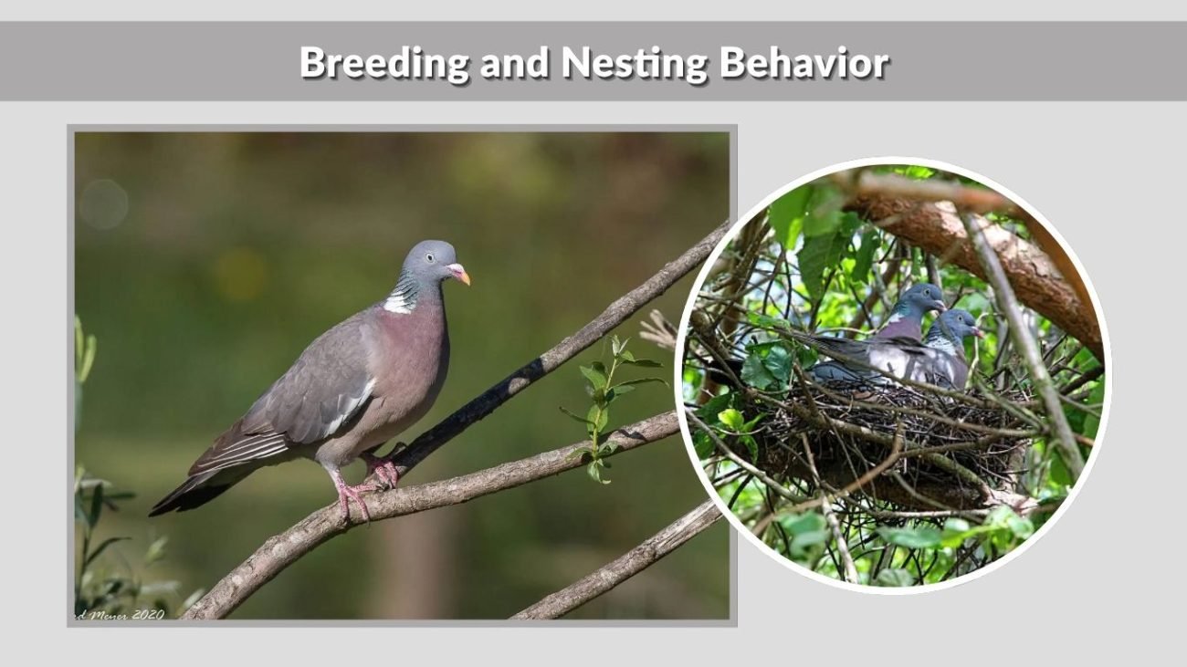 Breeding and Nesting Behavior