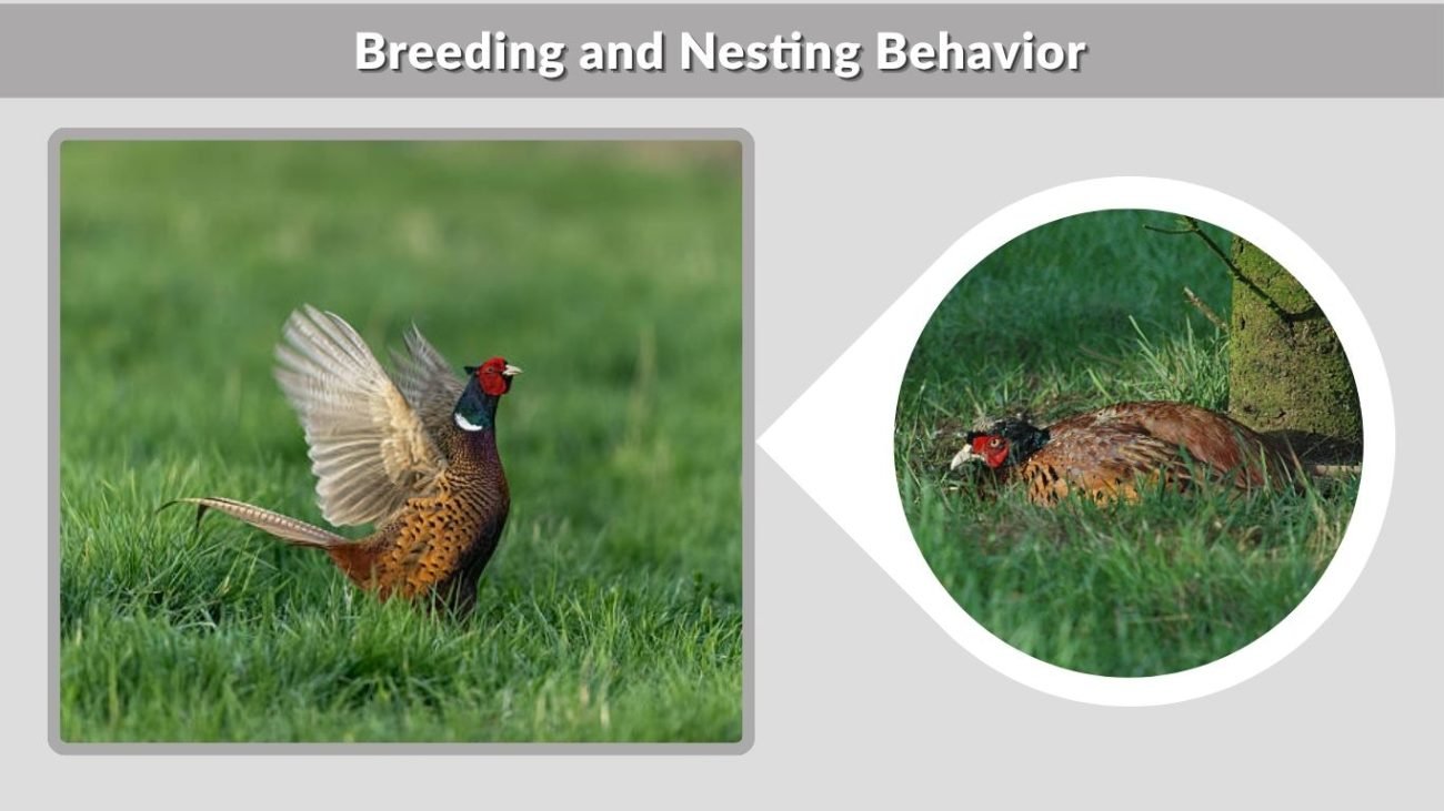Breeding and Nesting Behavior
