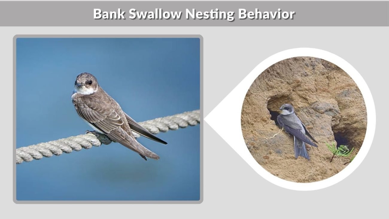 Bank Swallow Nesting Behavior