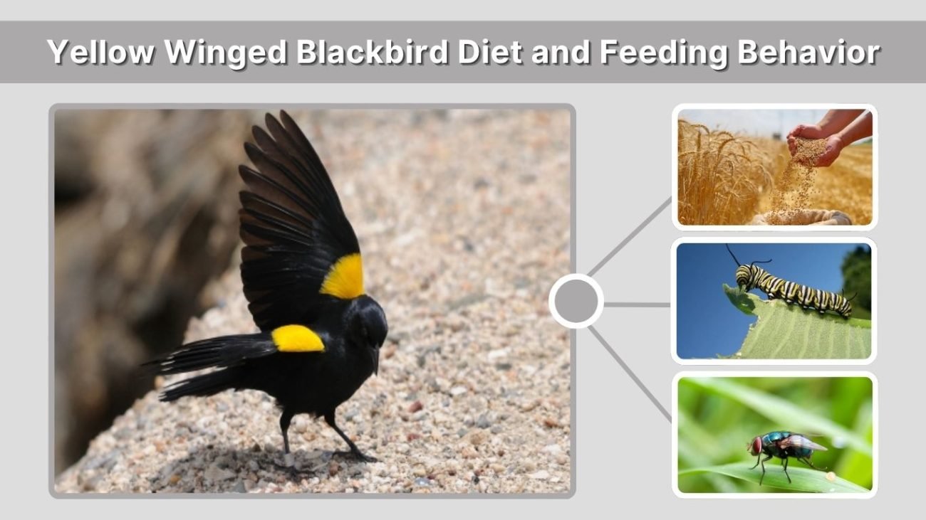 Yellow Winged Blackbird Diet and Feeding Behavior
