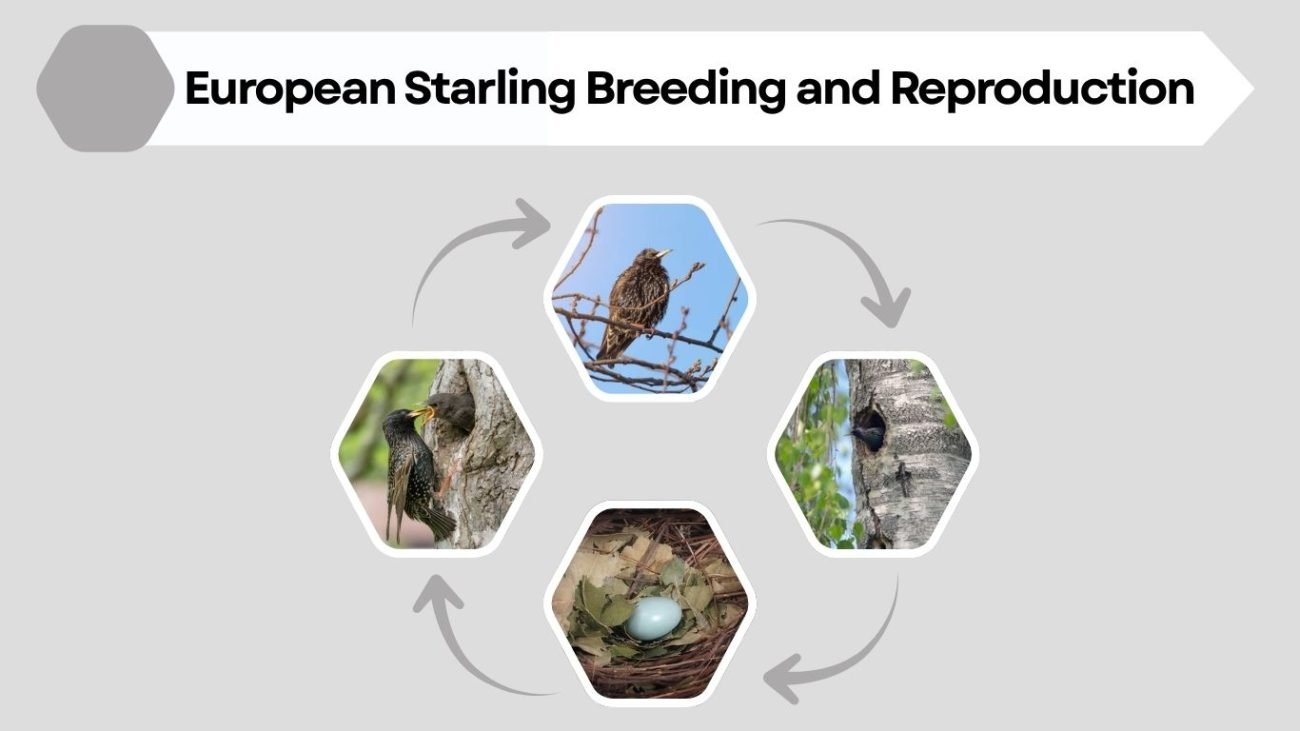 European Starling Breeding and Reproduction