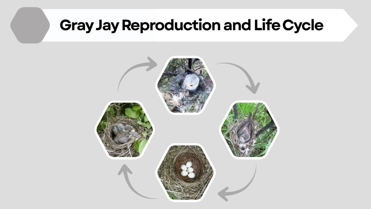 Gray Jay Reproduction and Life Cycle