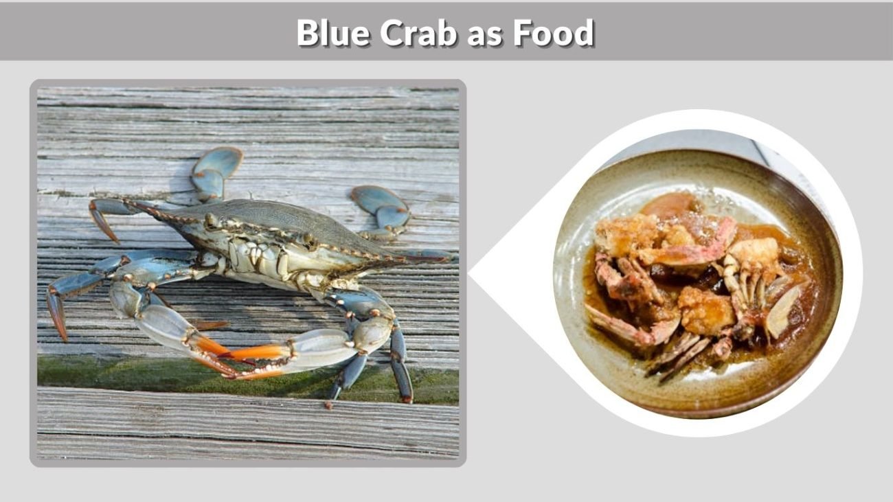 Blue Crab as Food