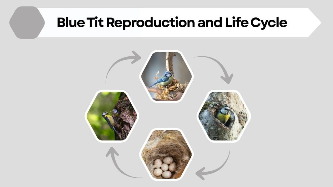 Blue Tit Reproduction and Life Cycle