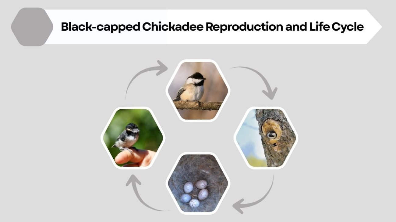 Black-capped Chickadee Reproduction and Life Cycle