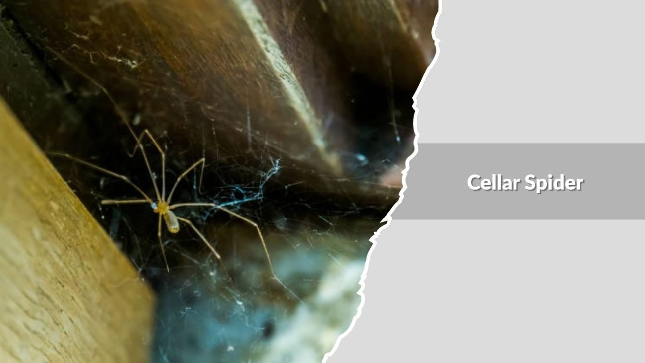 Cellar Spider (Pholcidae family)