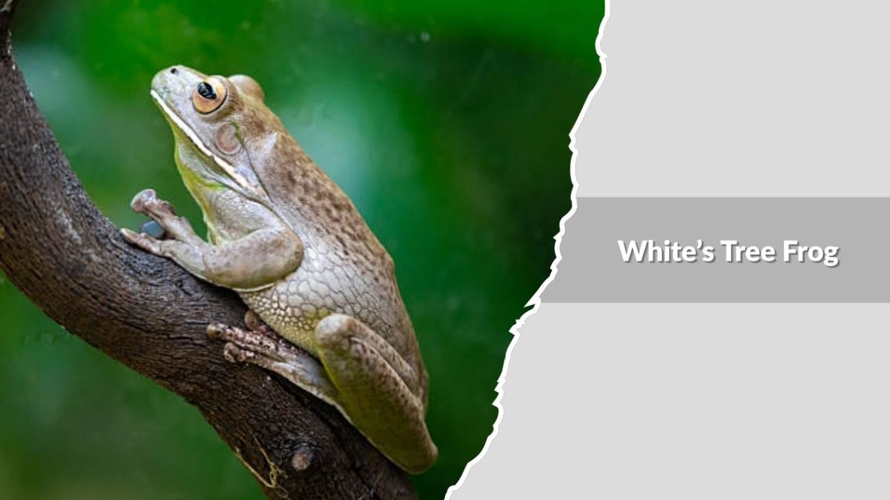 White’s Tree Frog