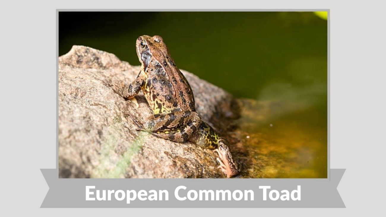 European Common Toad