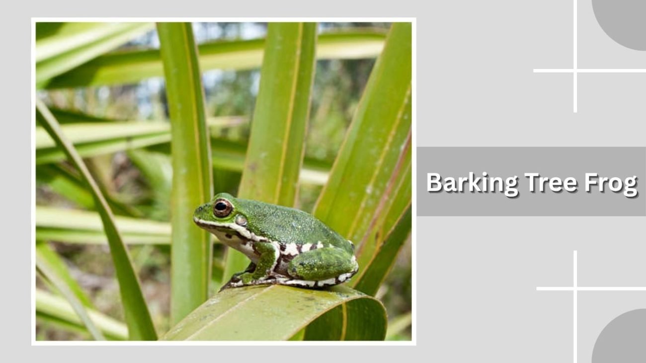 Barking Tree Frog