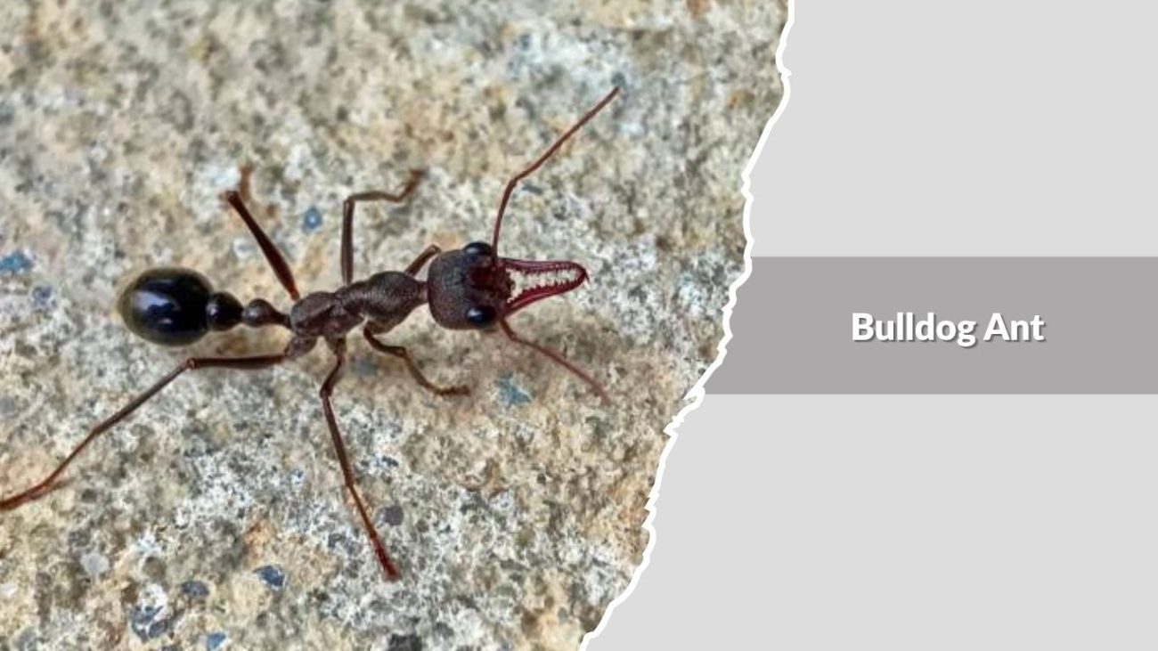 Bulldog Ant