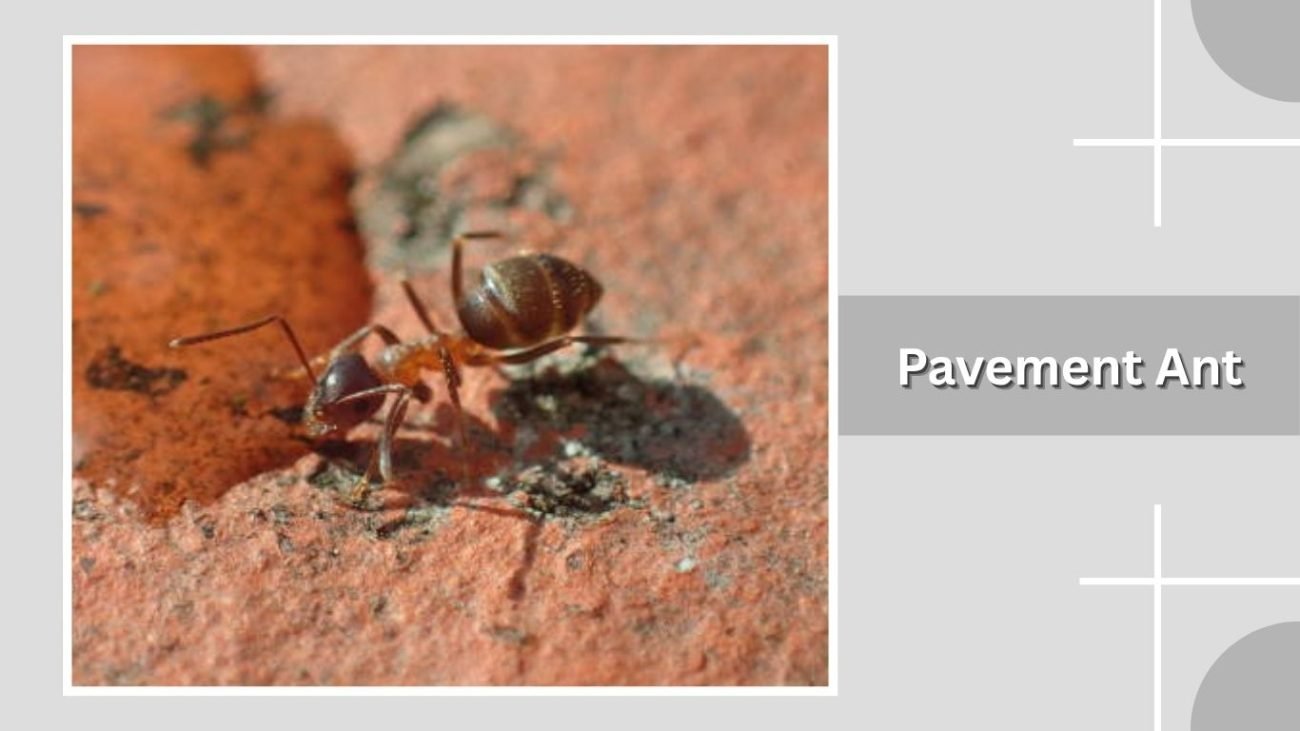 Pavement Ant