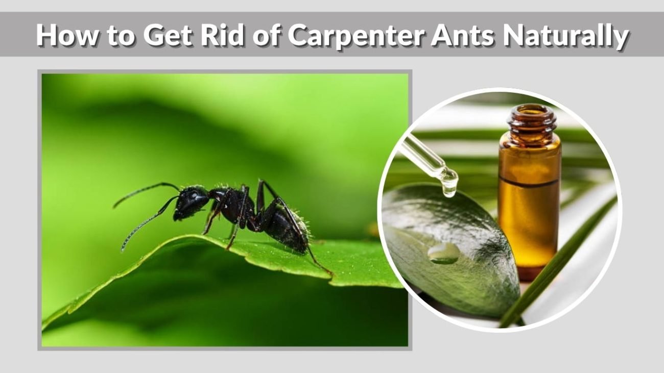 How to Get Rid of Carpenter Ants Naturally