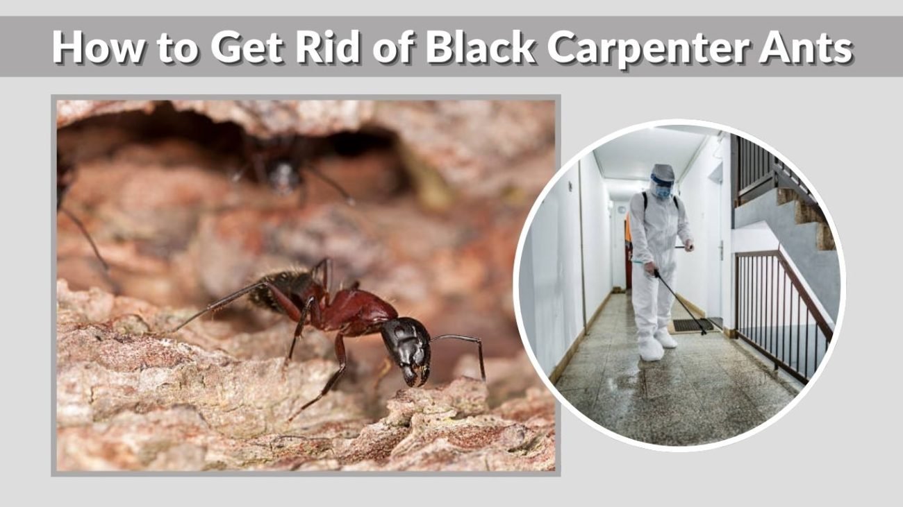How to Get Rid of Black Carpenter Ants