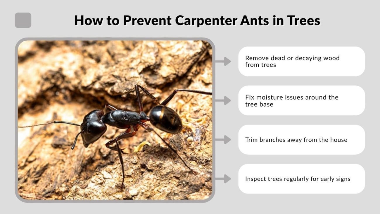 How to Prevent Carpenter Ants in Trees
