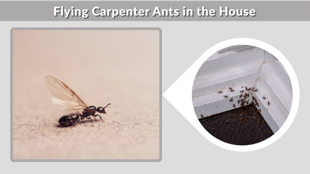 Flying Carpenter Ants in the House