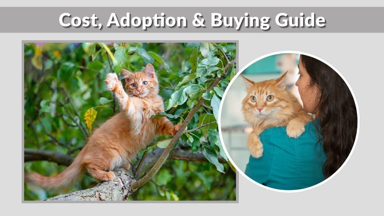 Cost, Adoption & Buying Guide