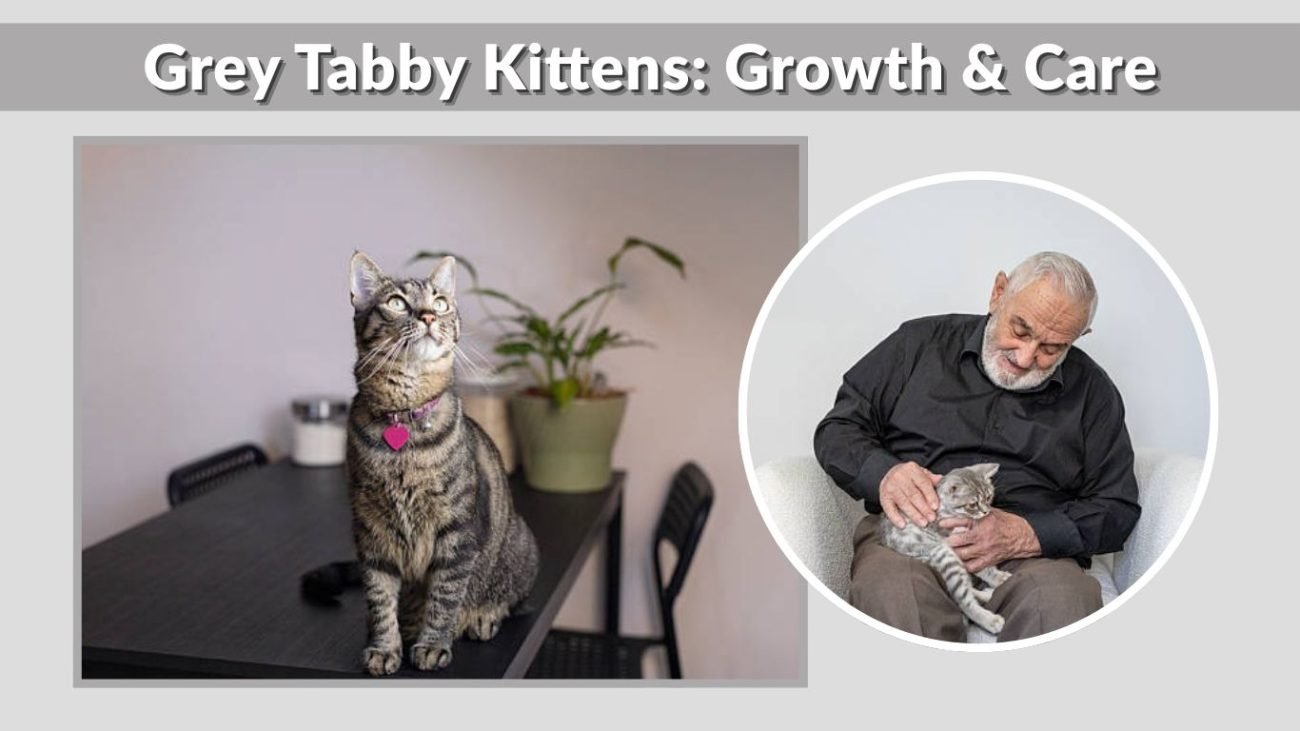 Grey Tabby Kittens: Growth & Care