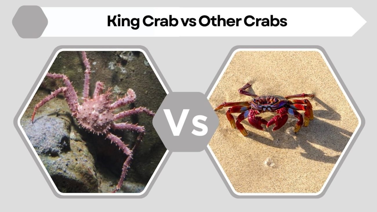King Crab vs Other Crabs