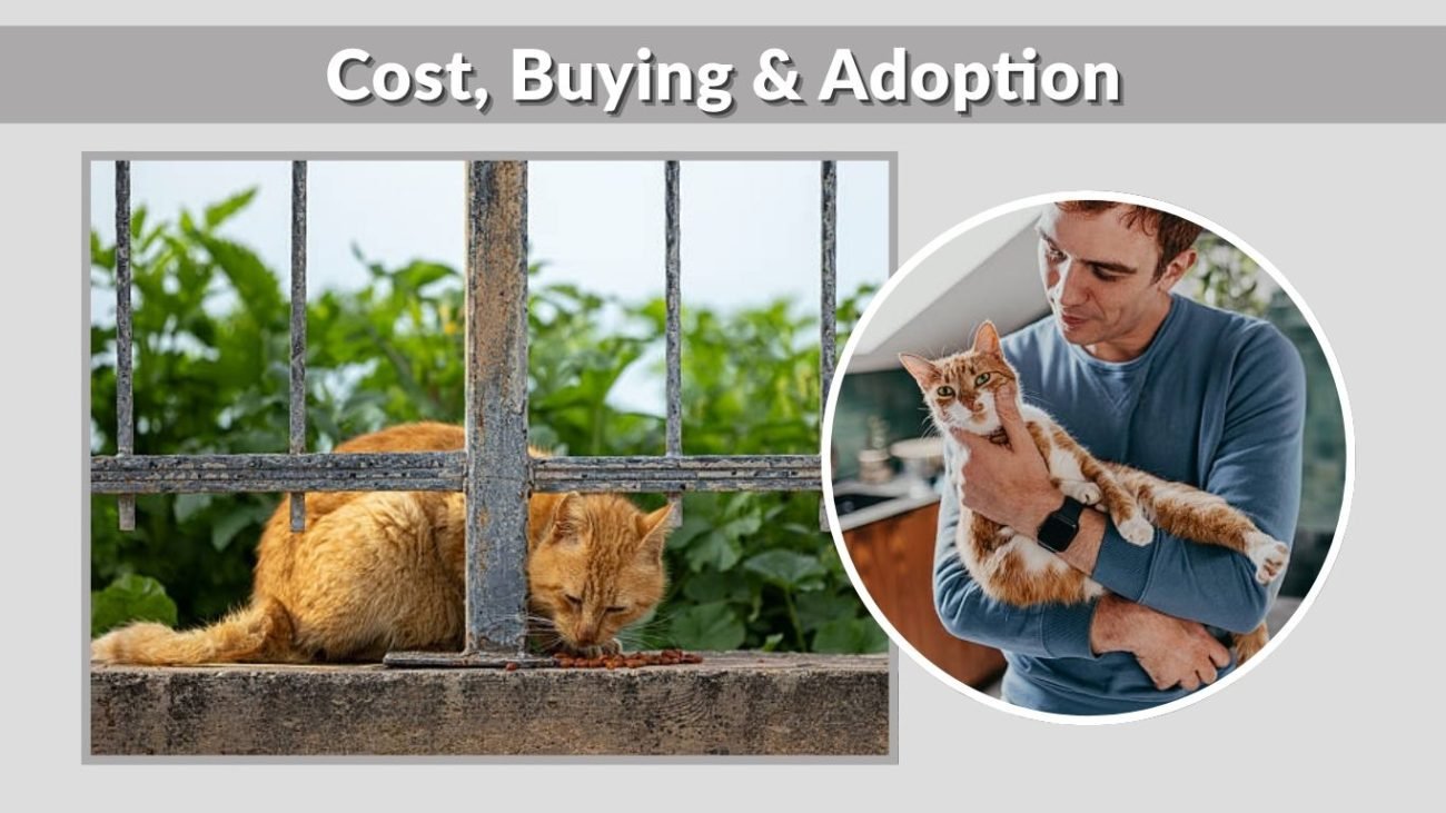 Cost, Buying & Adoption