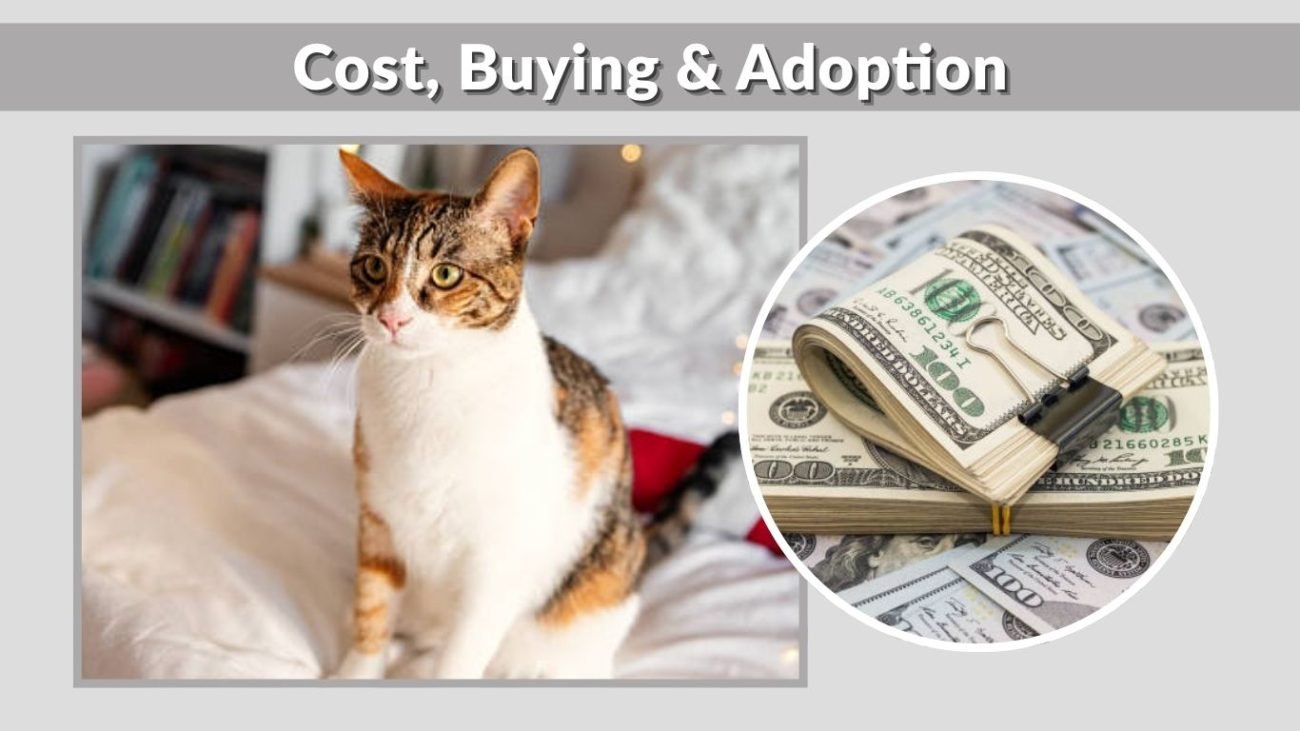 Cost, Buying & Adoption