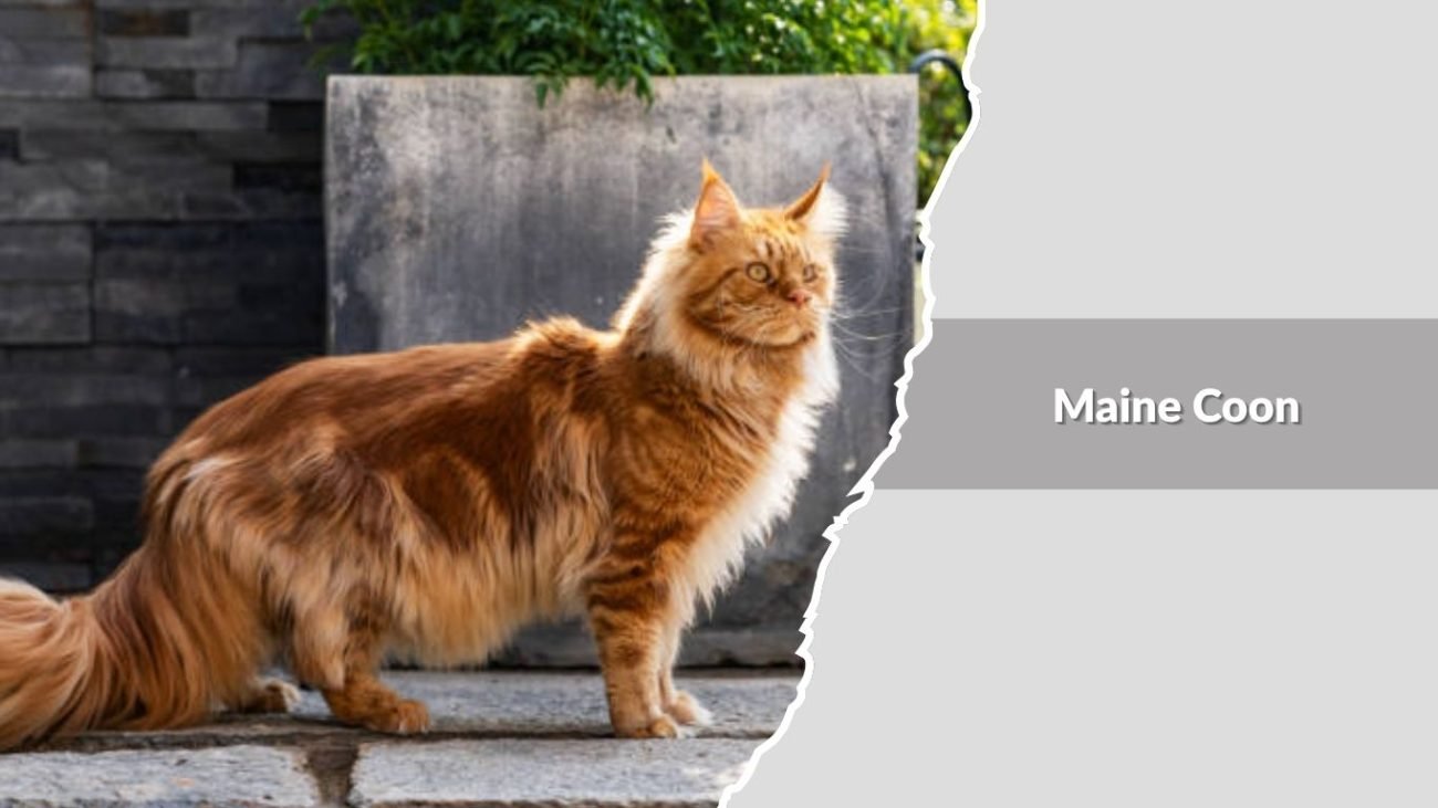 Maine Coon