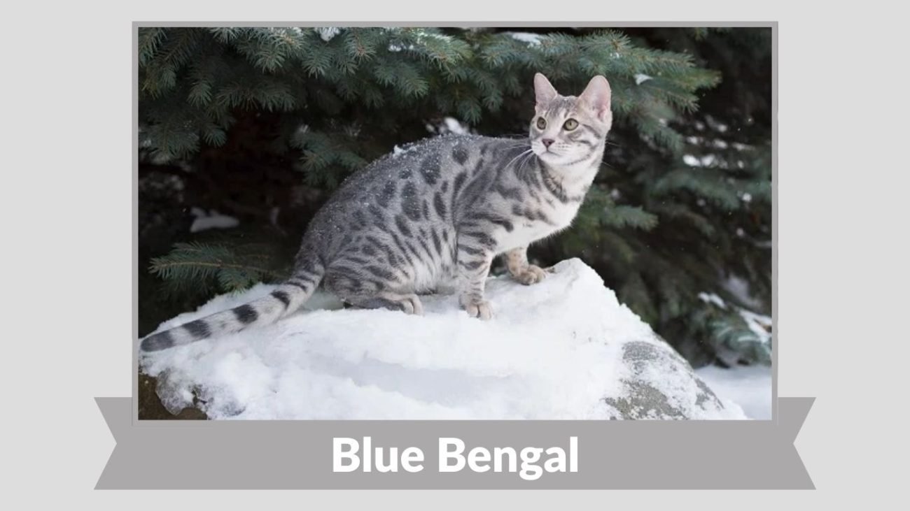 Blue Bengal