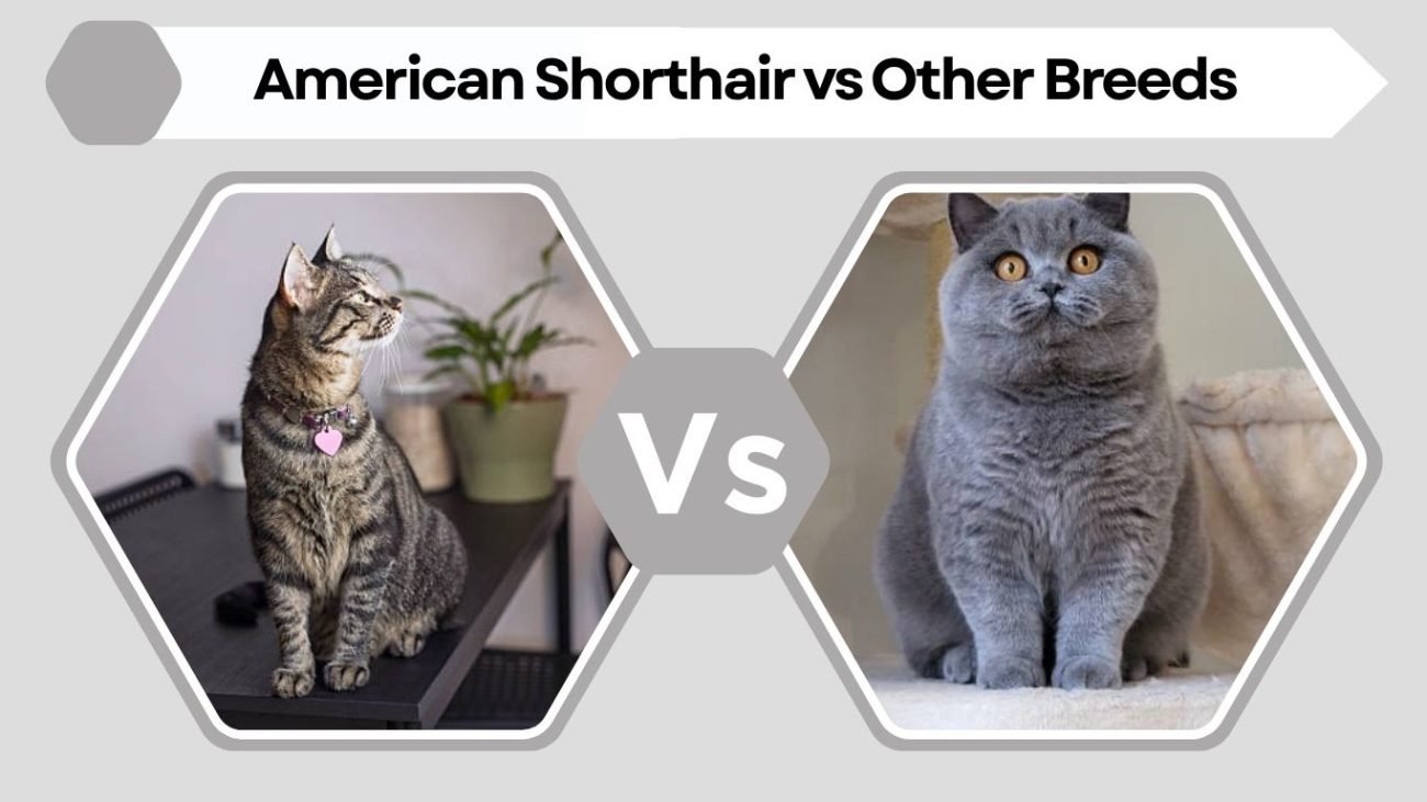 American Shorthair vs Other Breeds