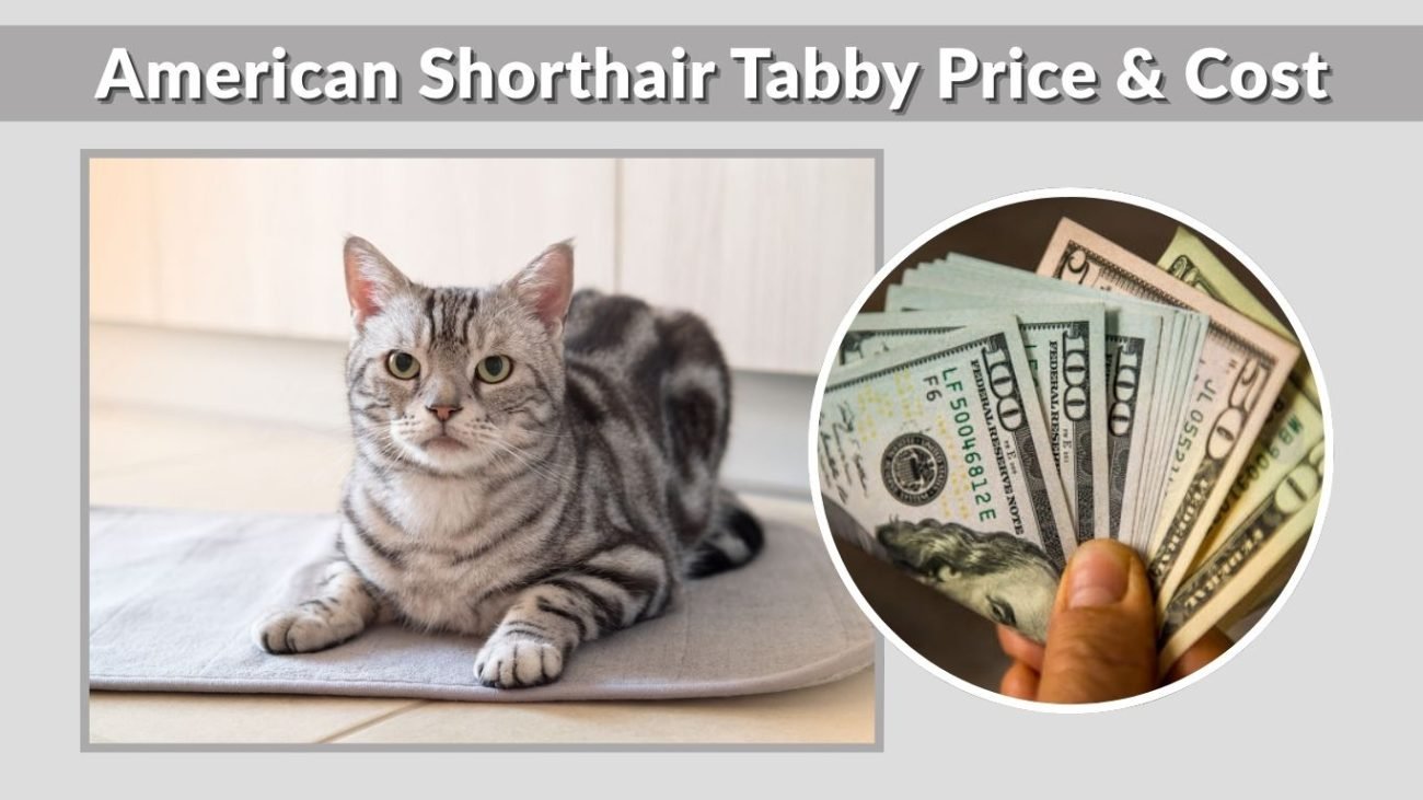 American Shorthair Tabby Price & Cost