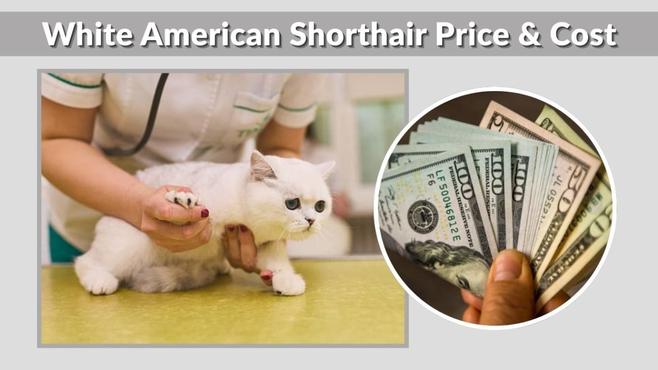 White American Shorthair Price & Cost