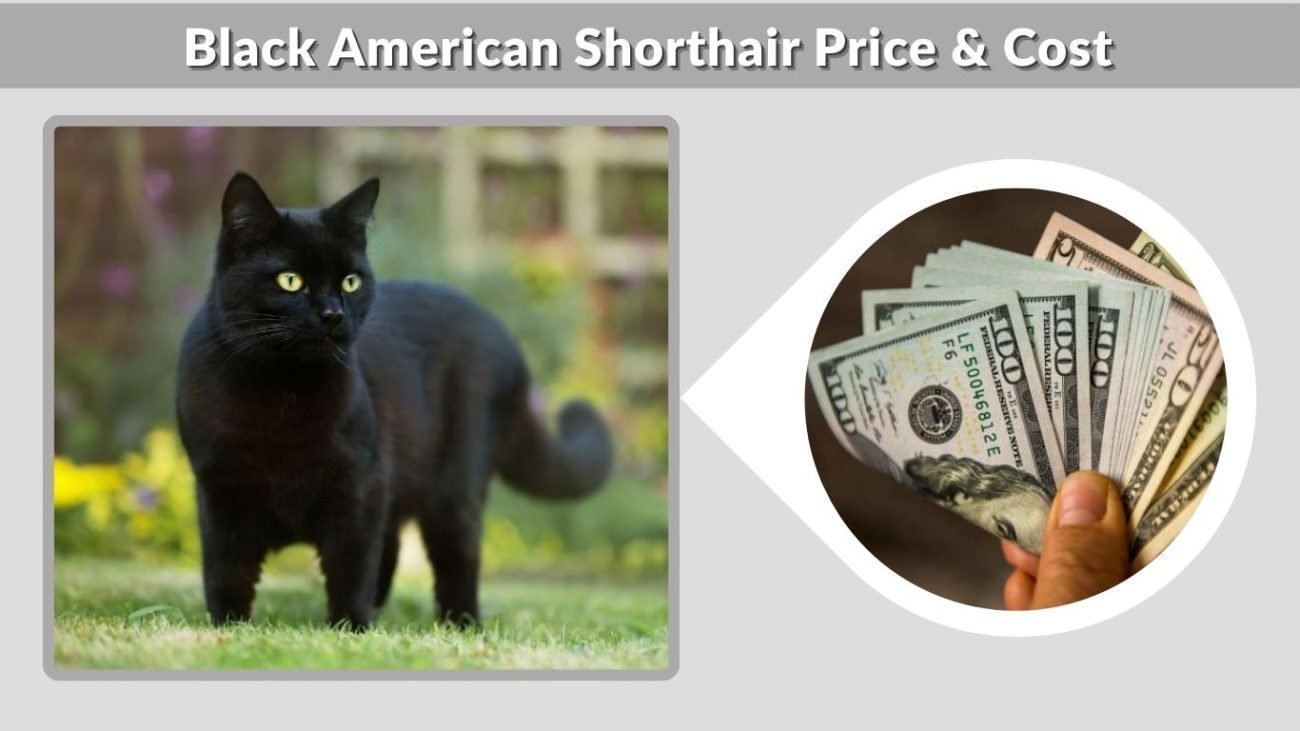 Black American Shorthair Price & Cost
