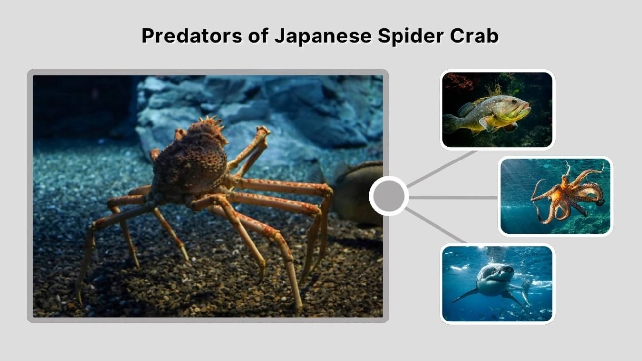 Predators of Japanese Spider Crab