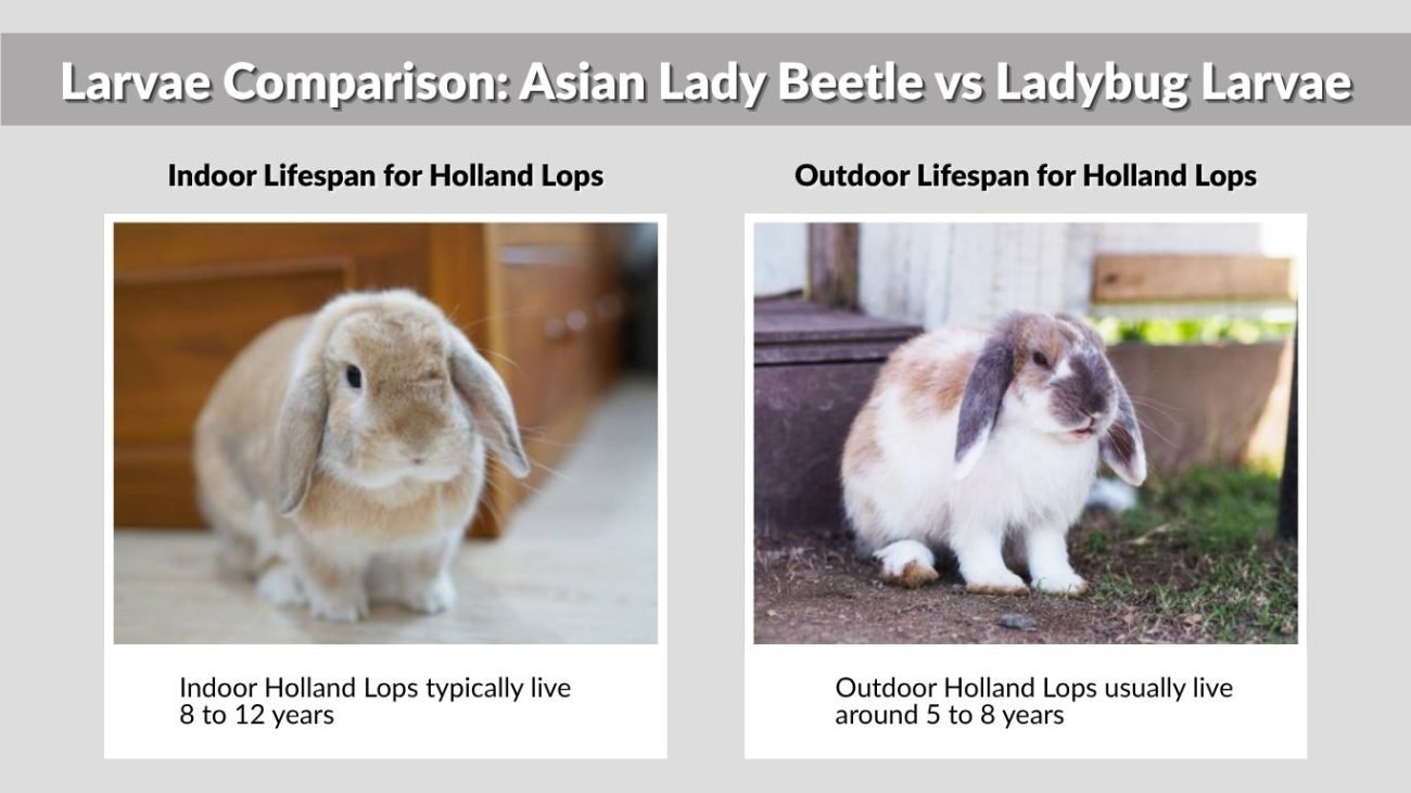 Indoor vs Outdoor Lifespan for Holland Lops