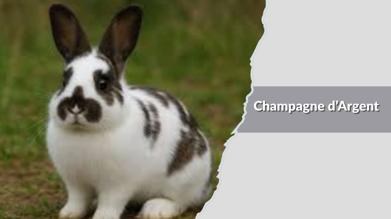 Champagne d’Argent
